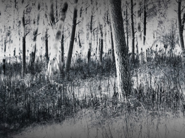 Photography titled "Forêt-enchantée" by Chupalia, Original Artwork