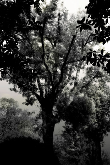 Fotografia zatytułowany „Arbre -noir-blanc” autorstwa Chupalia, Oryginalna praca