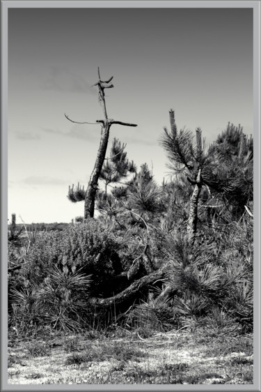 Photographie intitulée "Sur-la-dune" par Chupalia, Œuvre d'art originale