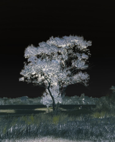 Fotografie mit dem Titel "Arbre-de-nuit" von Chupalia, Original-Kunstwerk