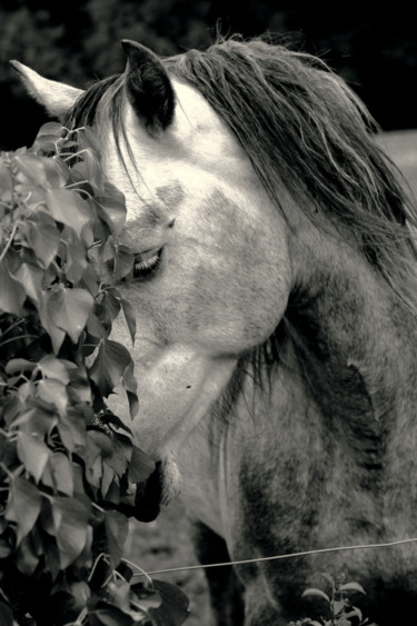 Fotografia intitulada "cheval#1" por Chupalia, Obras de arte originais