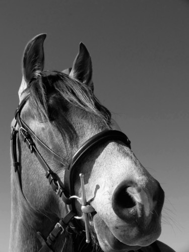 Photographie intitulée "cheval-"5" par Chupalia, Œuvre d'art originale