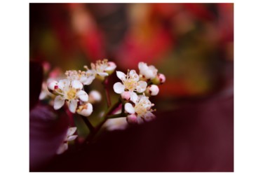 Fotografía titulada "Confinement à fleur…" por Corentin Thauvin, Obra de arte original, Fotografía digital