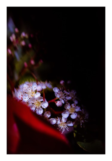 Photographie intitulée "Confinement à fleur…" par Corentin Thauvin, Œuvre d'art originale, Photographie numérique