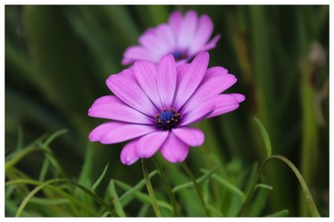 Fotografie mit dem Titel "Purple flower" von Corentin Thauvin, Original-Kunstwerk, Digitale Fotografie