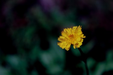 Fotografie mit dem Titel "Fleur jaune" von Corentin Thauvin, Original-Kunstwerk, Digitale Fotografie