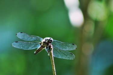 Photographie intitulée "Verte" par Corentin Thauvin, Œuvre d'art originale, Photographie numérique