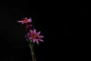 Photographie intitulée "Éclat de fleur" par Corentin Thauvin, Œuvre d'art originale, Photographie numérique