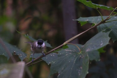 Mésange nonnette Photographie intitulée "Mésange nonnette" par Corentin Thauvin, Œuvre d'art originale, Photographie numérique