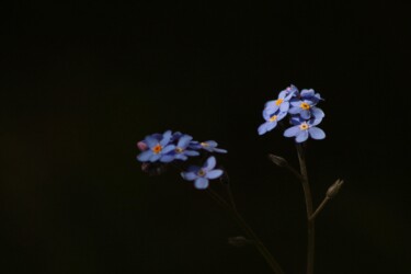 "Darken blue" başlıklı Fotoğraf Corentin Thauvin tarafından, Orijinal sanat, Fotoşopsuz fotoğraf