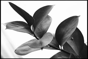 Photographie intitulée "« végétal »" par Cojan, Œuvre d'art originale, Photographie numérique