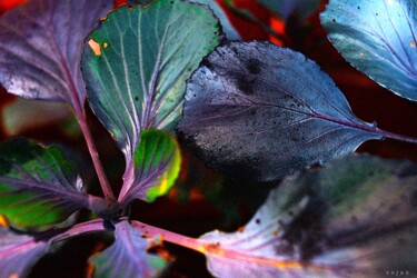 Fotografie mit dem Titel "« Cabbage leafs »" von Cojan, Original-Kunstwerk, Digitale Fotografie
