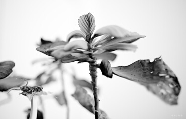 Photographie intitulée "Vegetal 2 (blanc)" par Cojan, Œuvre d'art originale, Photographie numérique