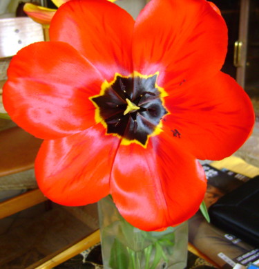Photographie intitulée "tulipe épanouie" par Colette Jotterand-Vetter, Œuvre d'art originale