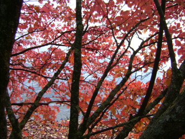 Photographie intitulée "feuillage d'automne" par Colette Jotterand-Vetter, Œuvre d'art originale