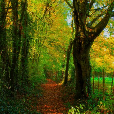 Photography titled "Chemin D'automne  (…" by Ludovic Vincent, Original Artwork, Digital Photography
