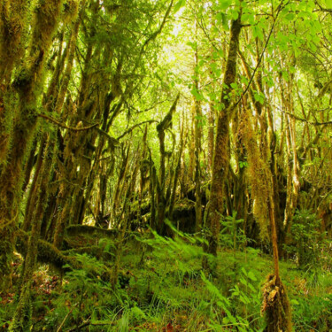 Fotografia zatytułowany „Nature sauvage(vers…” autorstwa Ludovic Vincent, Oryginalna praca, Fotografia cyfrowa