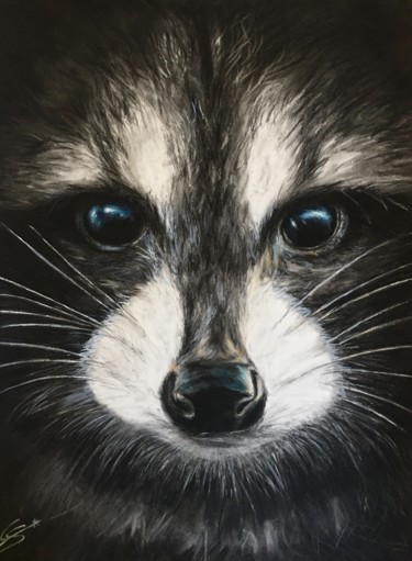 Drawing titled "Racoon" by Constance Schroeder, Original Artwork, Charcoal
