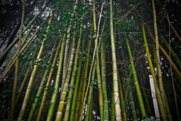 Photographie intitulée "Bamboo" par Kargo, Œuvre d'art originale, Photographie numérique