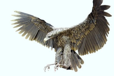 Skulptur mit dem Titel "Golden eagle" von Constantin Hadîrcă, Original-Kunstwerk, Metalle