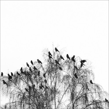 Fotografie mit dem Titel "Baumwipfelorchester" von Constantin Ungureanu (CU58DE), Original-Kunstwerk, Digitale Fotografie