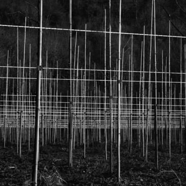 Pépinière n°06 Fotografía titulada "Pépinière n°06" por Philippe Clerc, Obra de arte original, Fotografía digital