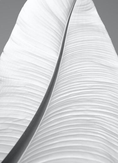 Картина под названием "White Leaf" - Corey Ribotsky, Подлинное произведение искусства, Акрил