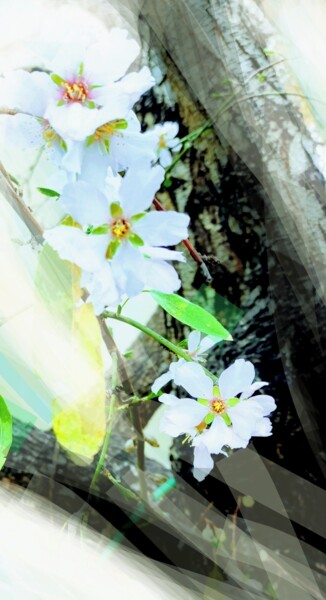 Photographie intitulée "Fleurs d'amandier" par Corinne Courlet, Œuvre d'art originale, Light Painting