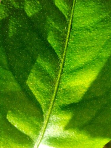 Fotografía titulada "Feuille de citronni…" por Corinne Courlet, Obra de arte original, Fotografía digital