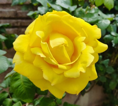 Fotografia intitulada "Rose jaune d'or" por Corinne Courlet, Obras de arte originais, Fotografia digital