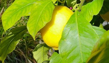 Photographie intitulée "Citrons, depuis "X…" par Corinne Courlet, Œuvre d'art originale, Photographie numérique