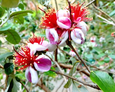 Photographie intitulée "Fleurs du Figeoa" par Corinne Courlet, Œuvre d'art originale, Photographie numérique