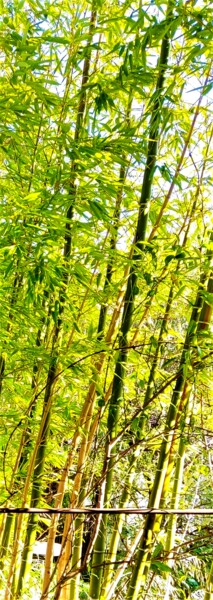 Fotografía titulada "Sort of Bamboos" por Corinne Courlet, Obra de arte original, Fotografía digital
