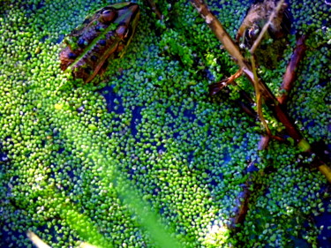 Photographie intitulée "grenouille en lumiè…" par Charles Cornil, Œuvre d'art originale