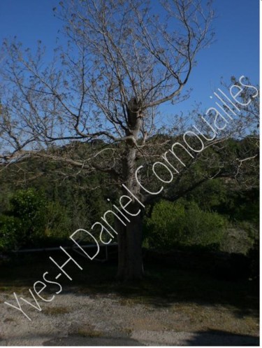 Etreins moi Provence, la Rouillère, Ramatuelle Photographie intitulée "Etreins moi Provenc…" par Cornouailles Yves-H Daniel, Œuvre d'art originale,