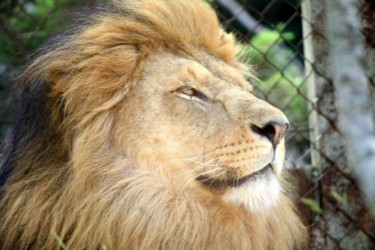 Photographie intitulée "ROI LION" par Cory Vic, Œuvre d'art originale