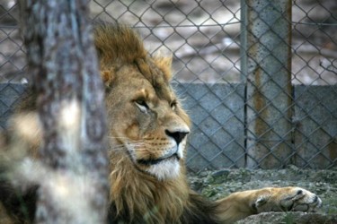 Photographie intitulée "ROI LION 2" par Cory Vic, Œuvre d'art originale