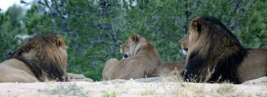 Photographie intitulée "LIONS" par Cory Vic, Œuvre d'art originale
