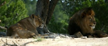 Photographie intitulée "COUPLE DE LION" par Cory Vic, Œuvre d'art originale