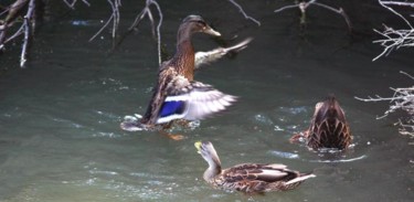 Photography titled "CANARDS 9" by Cory Vic, Original Artwork