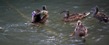 Photography titled "CANARDS 10" by Cory Vic, Original Artwork