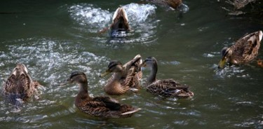 Photography titled "CANARDS 11" by Cory Vic, Original Artwork