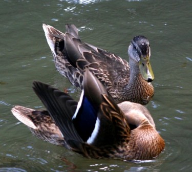 Photography titled "CANARDS 12" by Cory Vic, Original Artwork