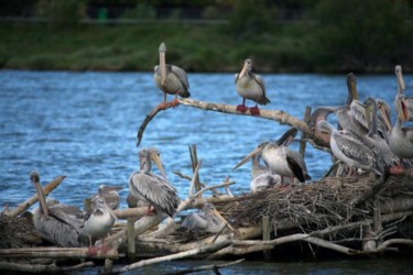 Photography titled "PELICANS" by Cory Vic, Original Artwork