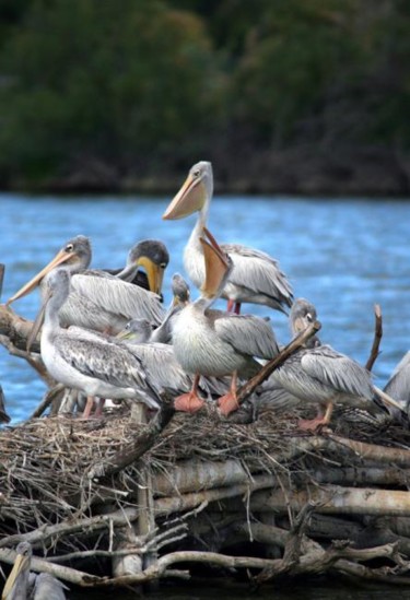 Photography titled "PELICANS 1" by Cory Vic, Original Artwork