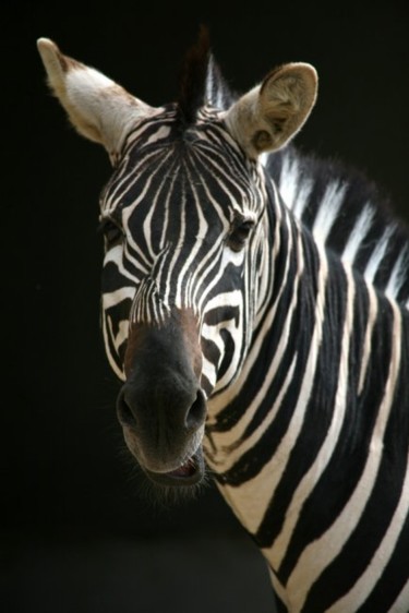 Photography titled "ZEBRE DE GRANT 1" by Cory Vic, Original Artwork