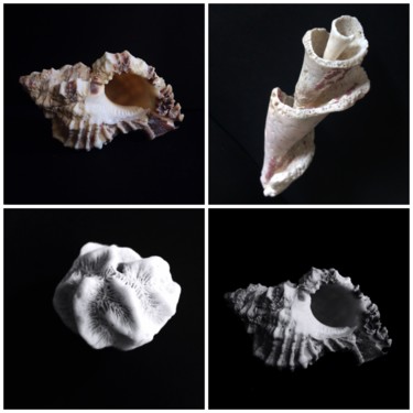 Fotografia intitolato "Seashell collage.jp…" da Cosmina Lefanto, Opera d'arte originale, Fotografia digitale