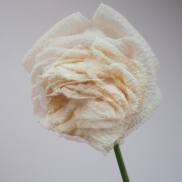 Fotografia intitolato "Time and white rose" da Cosmina Lefanto, Opera d'arte originale, Fotografia digitale