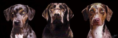 Dibujo titulada "cani.jpg" por Costantino Di Renzo, Obra de arte original, Conté