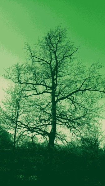 Photography titled "Arbre Vert" by Coyote Shah, Original Artwork